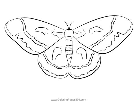 moth coloring pages