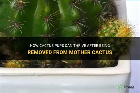 mother cactus