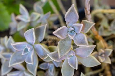 mother of pearl plants