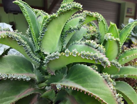 mother of thousands