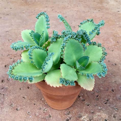 mother of thousands succulent
