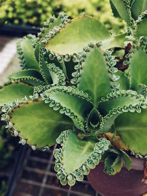 mother of thousands succulent