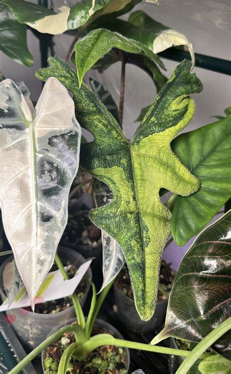 mottled alocasia