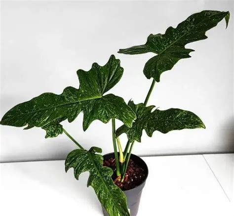 mottled dragon philodendron