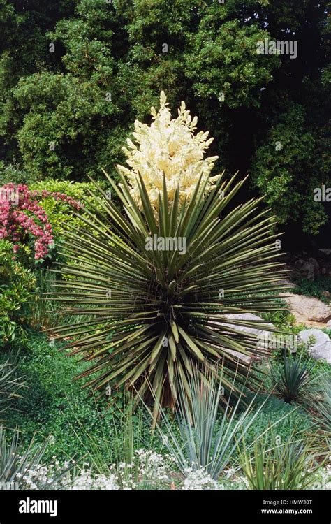 mound lily