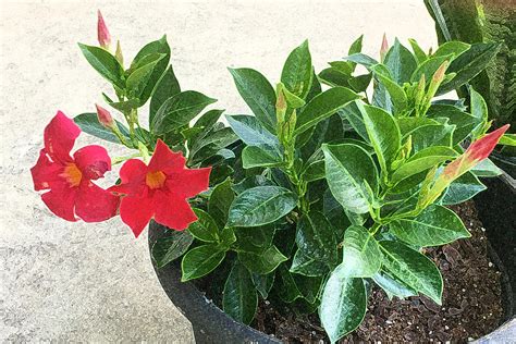 mound shaped mandevilla