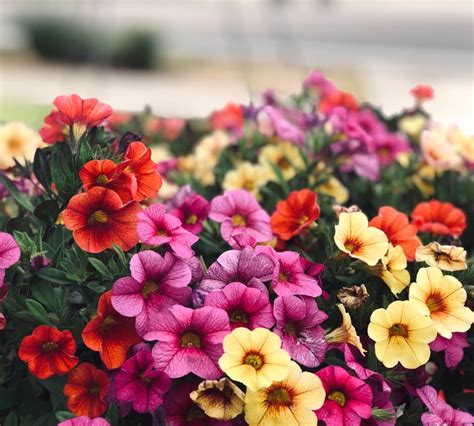 mounding annuals full sun