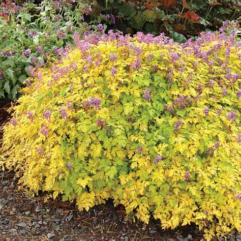 mounding perennials