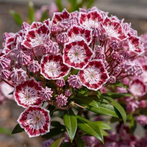 mountain laurel companion plants