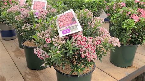 mountain laurel dwarf