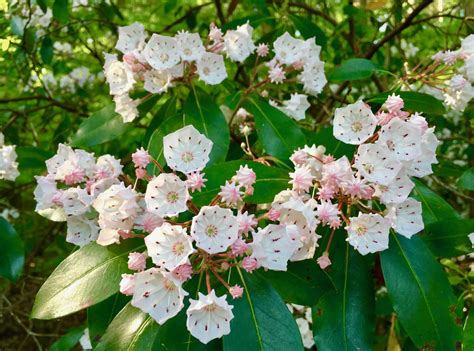 mountain laurel irrigation
