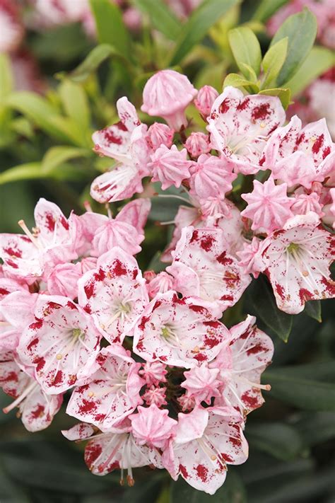 mountain laurel minuet