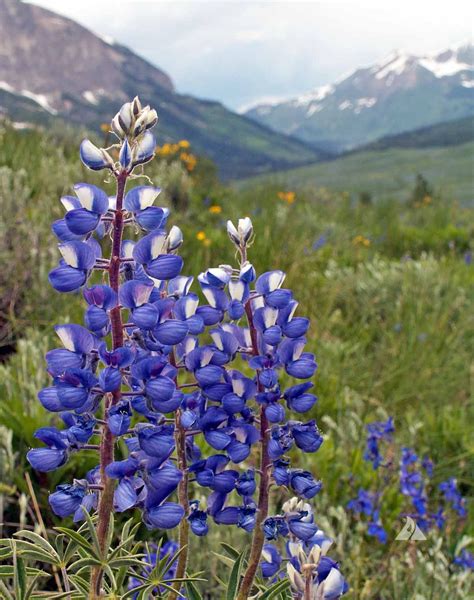 mountain lupine