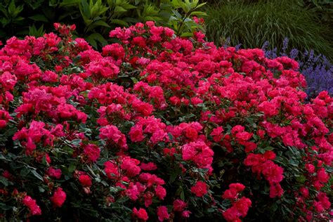 moving a rose bush