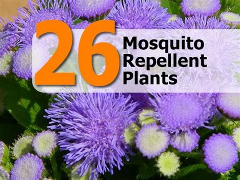 mozzie repellent plants
