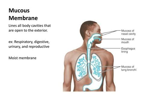 Mucous Membranes in the Respiratory, Digestive and Genitourinary Systems