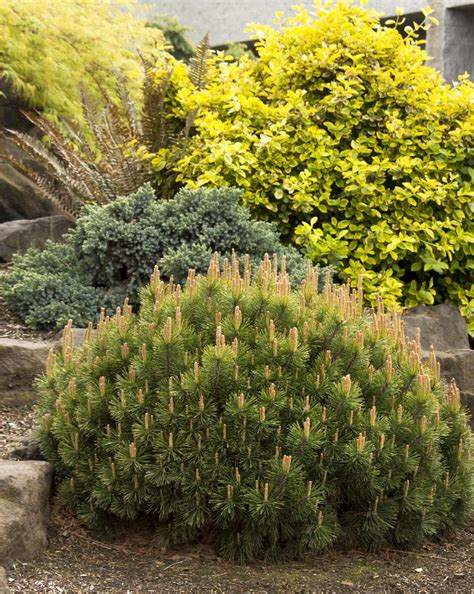 mugo pine companion plants