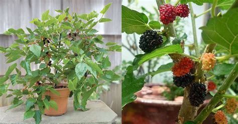 mulberry tree companion plants