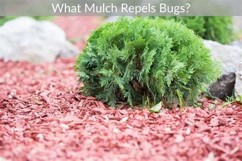 mulch that repels bugs