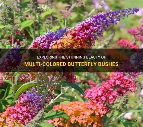 multi colored butterfly bush