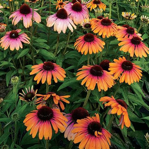 multi colored echinacea