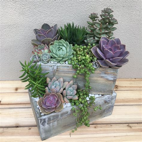 multiple succulent planter