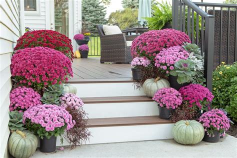 mums front porch