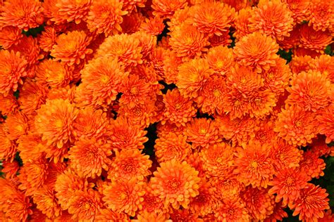mums orange