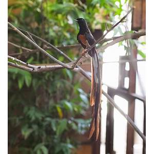 Keturunan Burung Murai Thailand