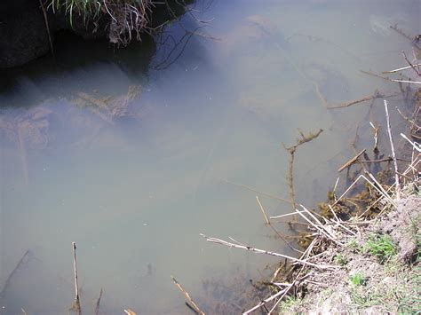 murky water condition