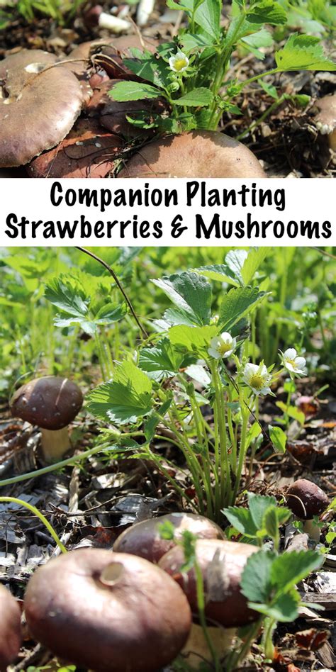 mushroom companion planting