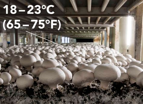 mushroom growing temperature