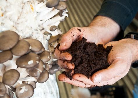 mushroom soil