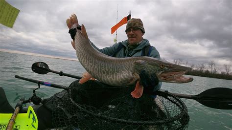 Musky fish caught on Detroit River