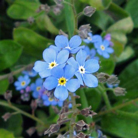 myosotis sylvatica
