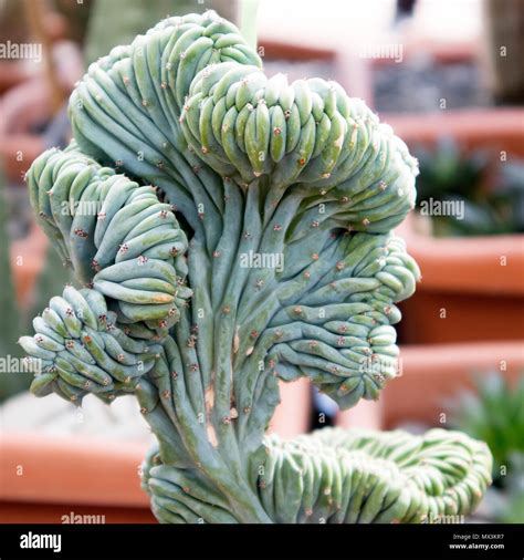 myrtillocactus