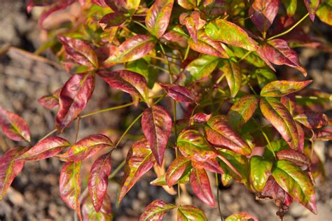 nandina firepower problems