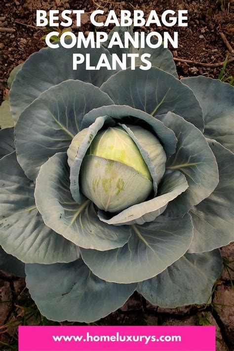 napa cabbage companion plants