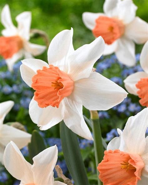 The Narcissus Accent: A Look Into Its Origin and Significance