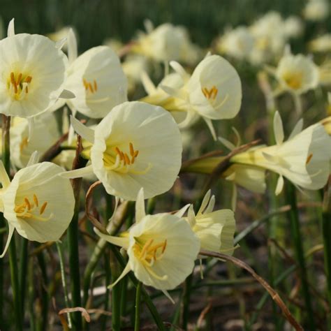 narcissus bulbocodium spoirot