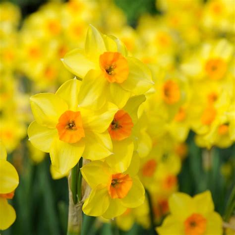 narcissus falconet