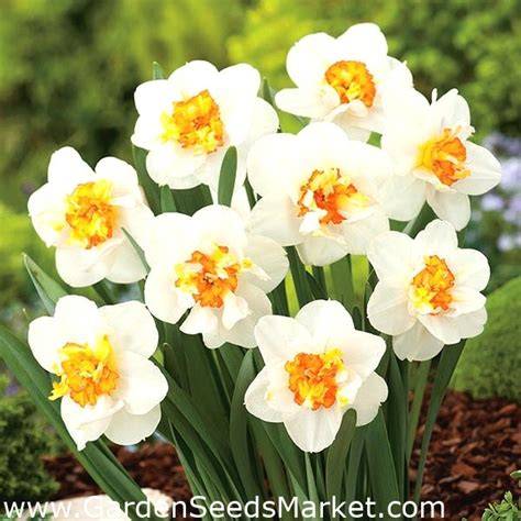 narcissus flower drift