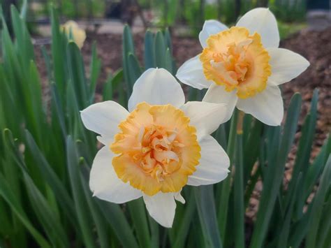narcissus petit four
