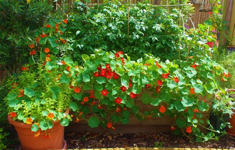 nasturtiums and tomatoes