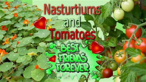 nasturtiums tomatoes