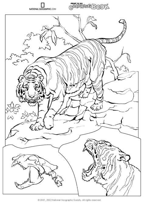 national geographic colouring pages