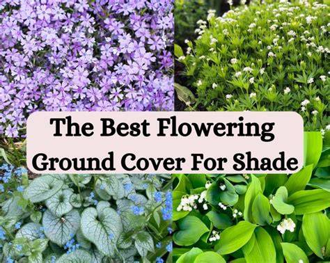 native ground cover for shade