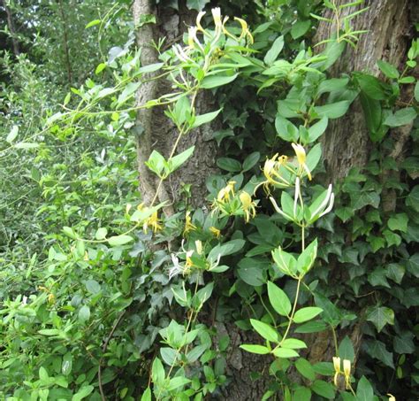 native honeysuckle vine