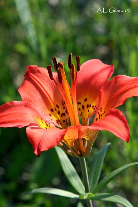 native lily