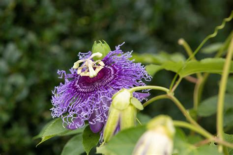 native passion flower
